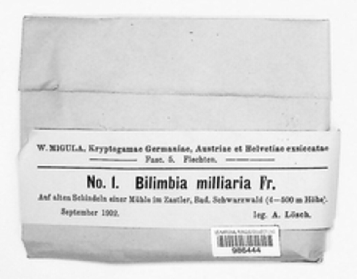 Bilimbia milliaria image